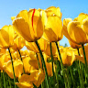 Meet your Posher, Saba